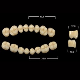 Акрилові зуби Tribos 501, жувальний верх - PM