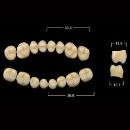 Акрилові зуби Tribos 501, жувальний низ - PM