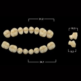 Акрилові зуби Tribos 501, жувальний низ - SS